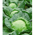 HC03 Luoshi heat resistant,round dark green F1 hybrid cabbage seeds